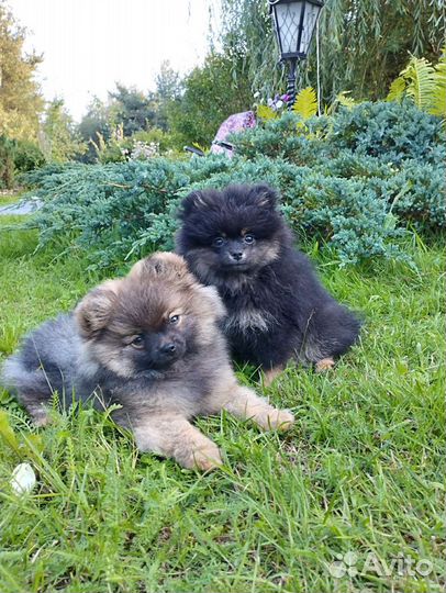 Девочка 3 месяца