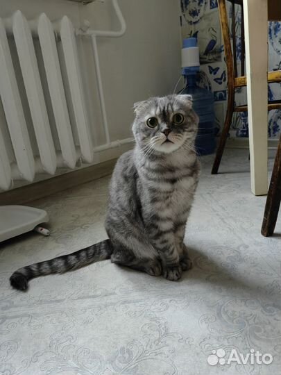 Британский кот