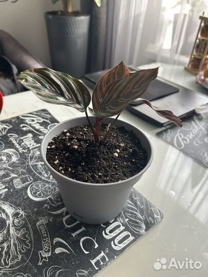 Калатея сандериана