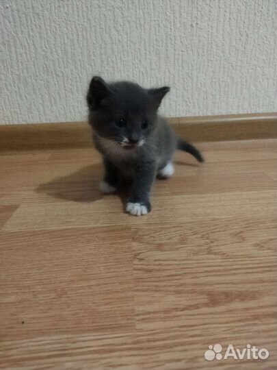 Британская