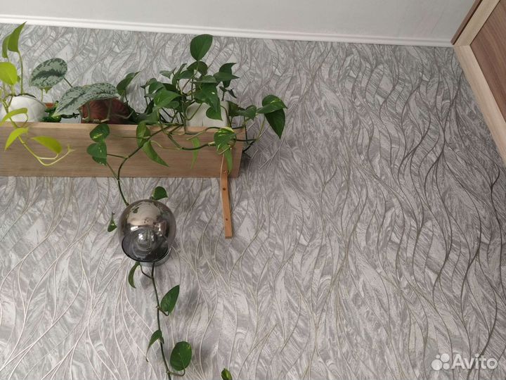 Комнатные цветы сциндапсус
