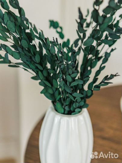 Эвкалипт сухоцвет