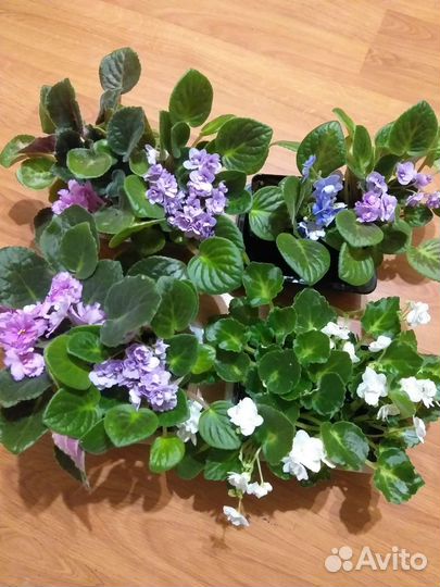 Комнатные цветы