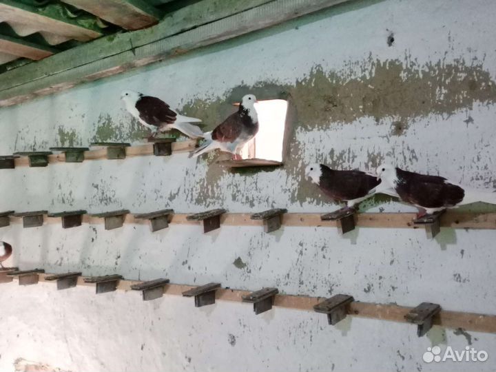 Продажа бакинских голубей