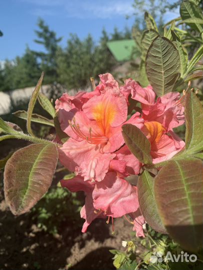 Рододендрон