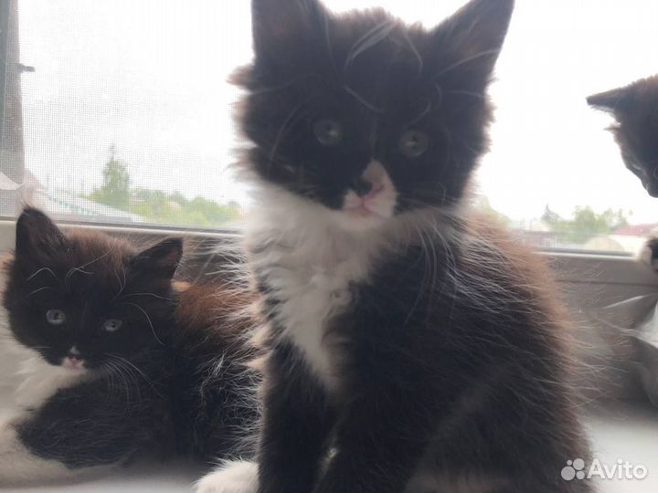 Отдам в добрые руки милых котят