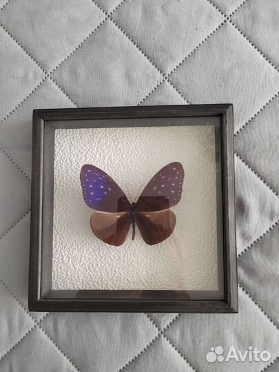 Бабочки и насекомые в рамках