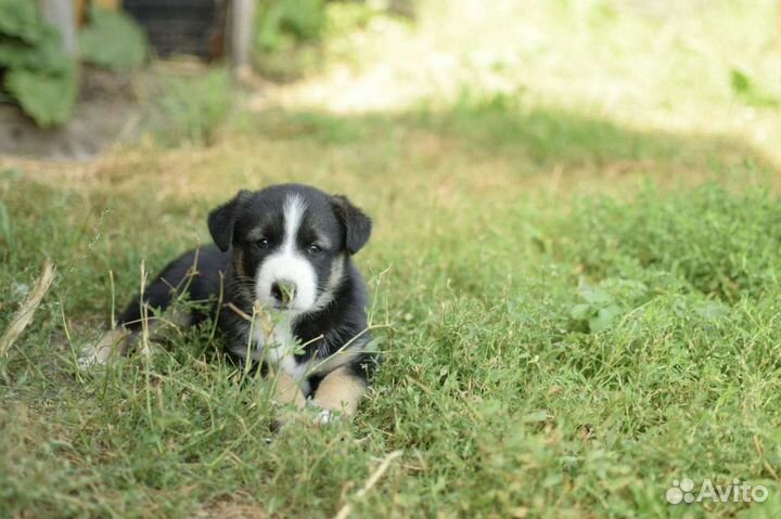 Щенки лайки