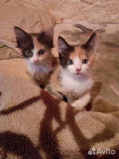 Очаровательные девочки