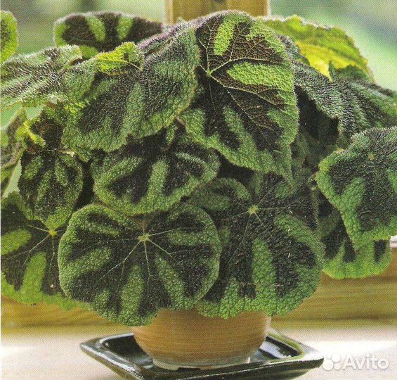 Бегония мэсона