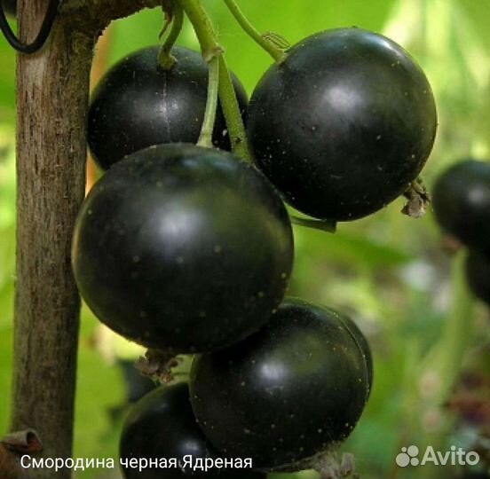 Саженцы плодовых деревьев и декоративных растений