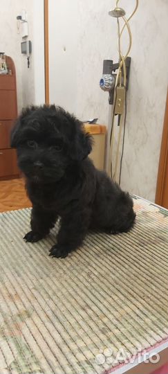 Йоркширский терьер щенки