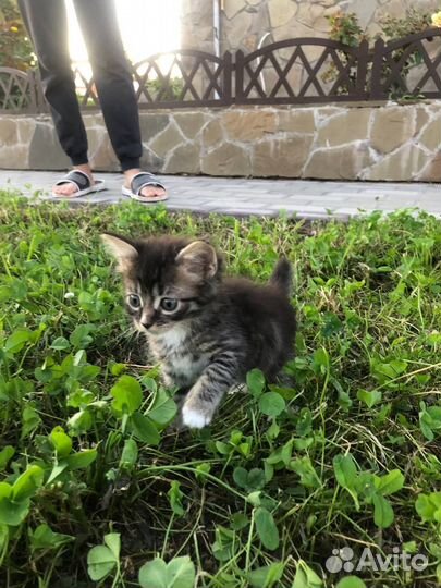 Отдам котенка в добрые руки