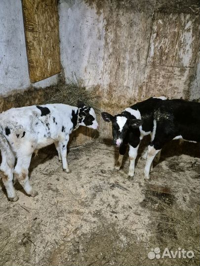 Телята бычки