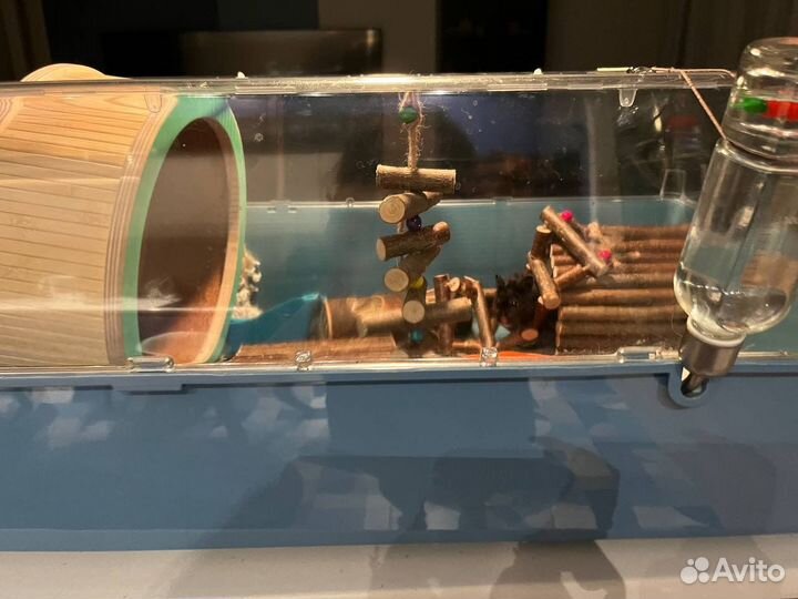 Сирийский хомяк мальчик даром