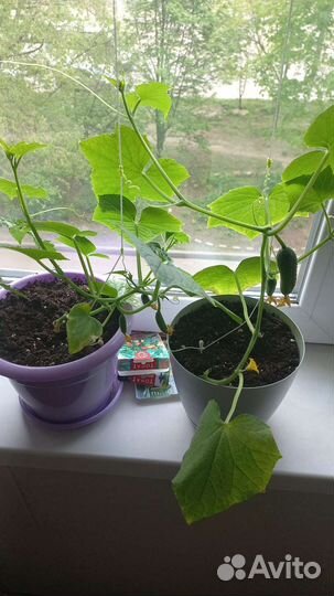 Рассада помидор и огурцов