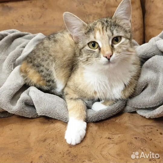 Милашка и нежнятина Мэри