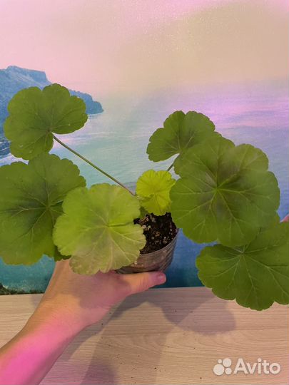 Пеларгония (герань)