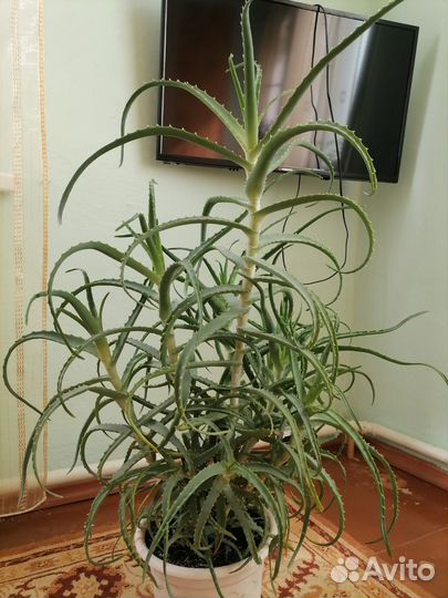 Алоэ 5 лет, фиалки токо начели цвести