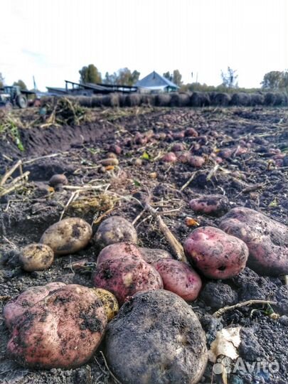 Картофель с доставкой