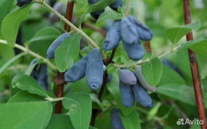 Саженцы жимолости Лазурная