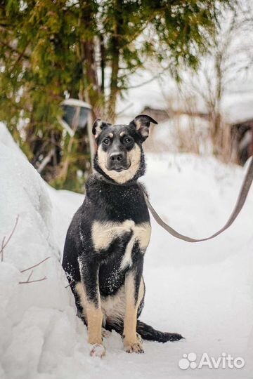 Эби бесплатно