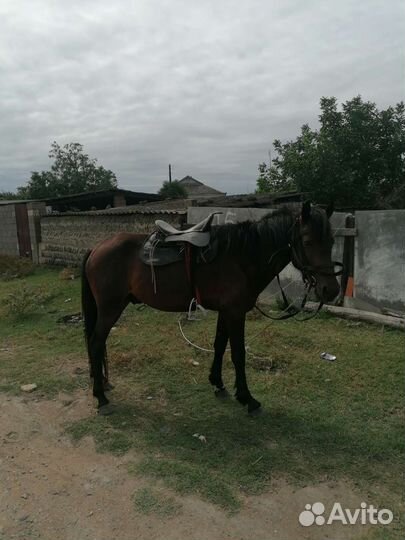 Лошадь жеребец