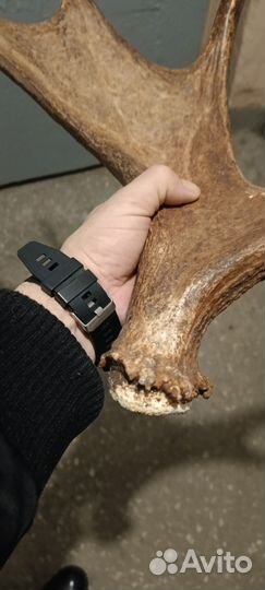 Продам рога лося