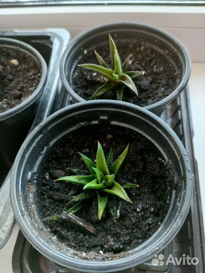 Суккуленты хавортия