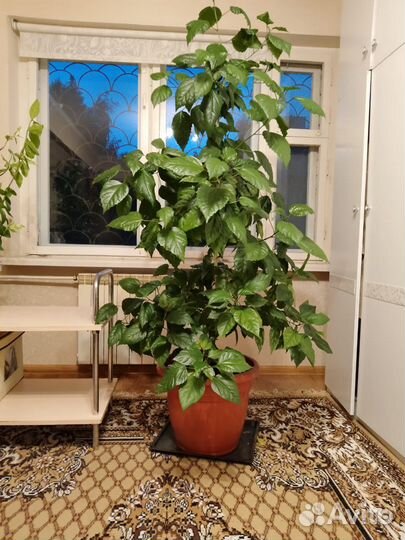 Гибискус китайская роза