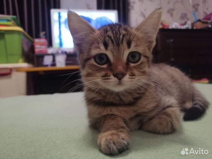 Отдам котика в добрые руки