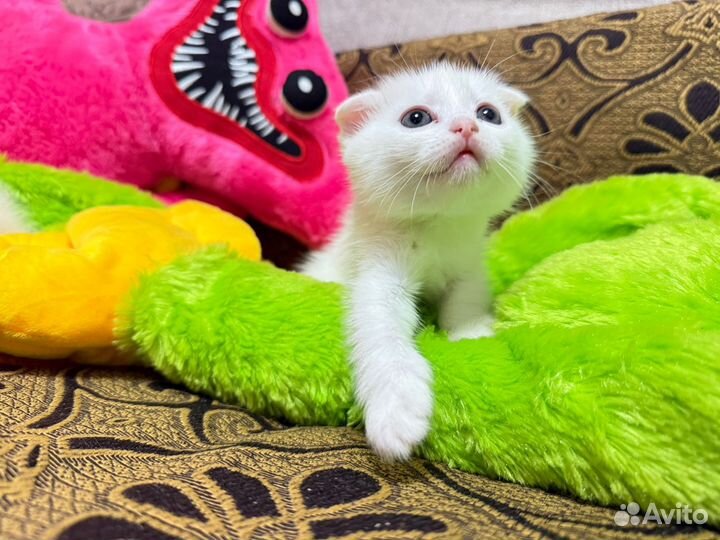 Шотландские котята