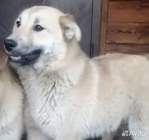 Собака улыбака