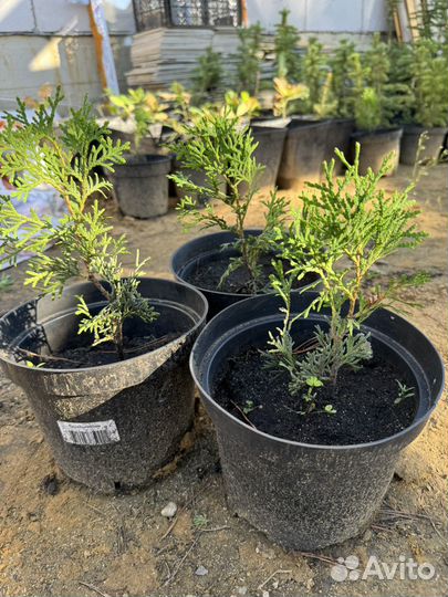 Туя смарагд