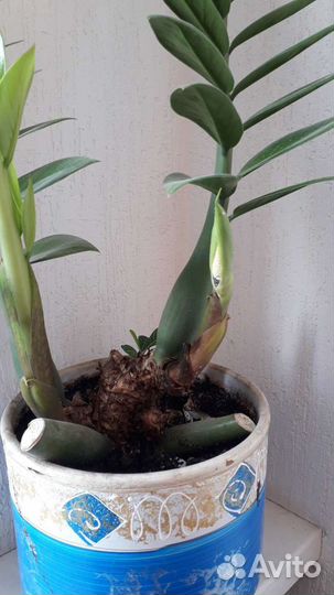 Замиокулькас