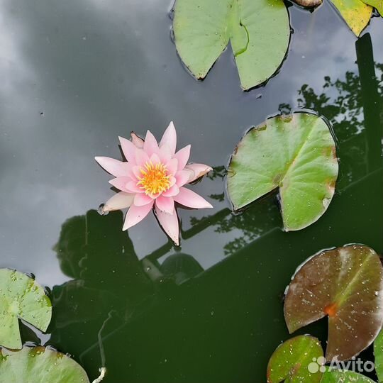 Водяная лилия