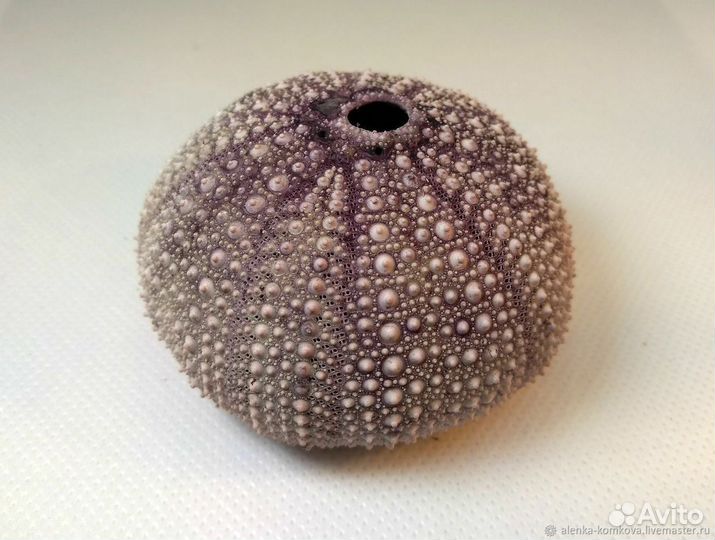 Гладкие панцири морского ежа