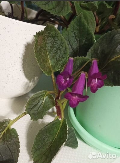 Смитикодония