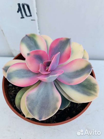 Эхеверии Рейнбоу из питомника растений