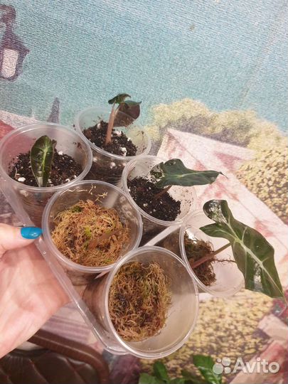 Алоказия мишольца