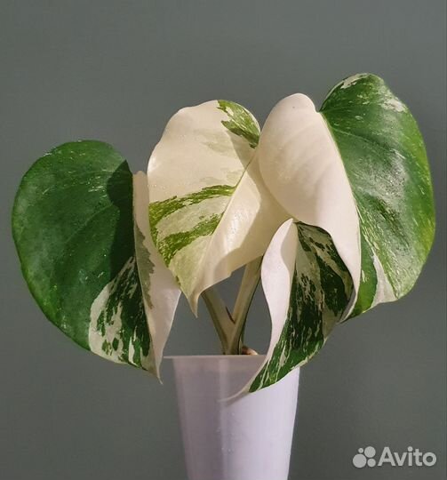 Монстера Альба вариегатная и зеленая