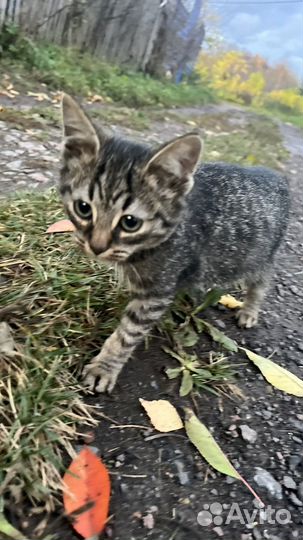 Котята ищут дом