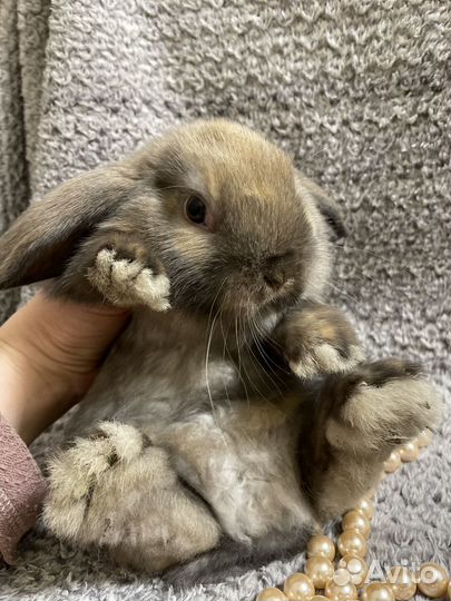Декоративные кролики вислоухие