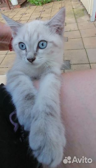 Котенок Охос Азулес