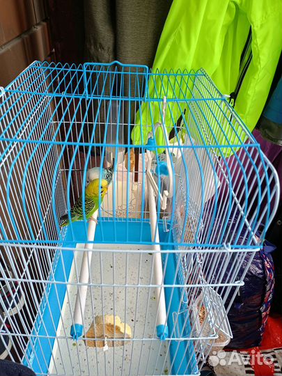 Волнистые попугаи с клеткой