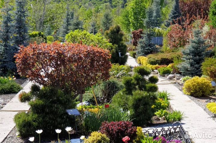 Саженцы декоративных кустарников