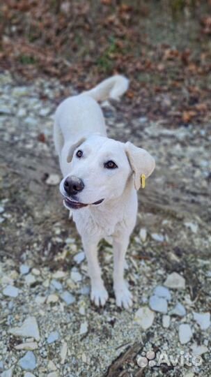 Лабрадор бесплатно