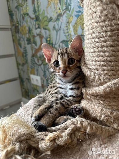 Бенгал F1. 2 месяца, ручной