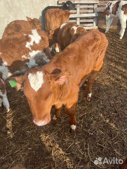 Отборные телята бычки быстрая доставка с выбором