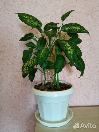 Домашние цветы